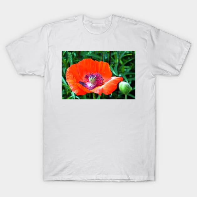 Red Poppy T-Shirt by JohnDalkin